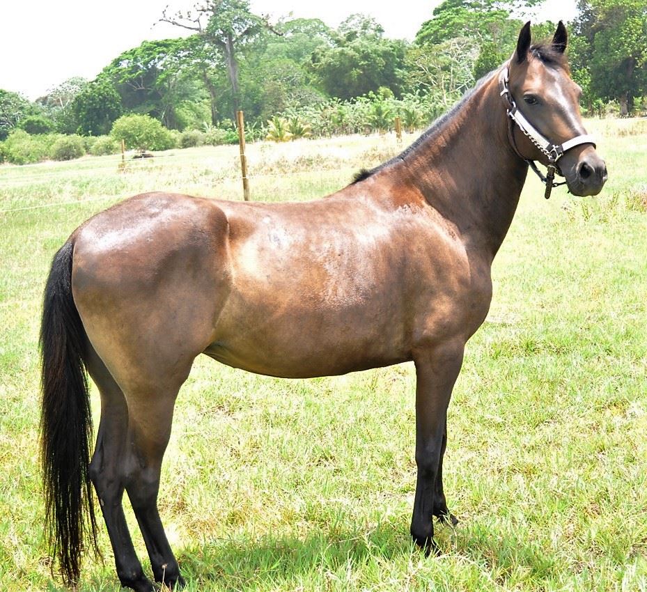 Paso Fino